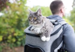 how to travel with a cat